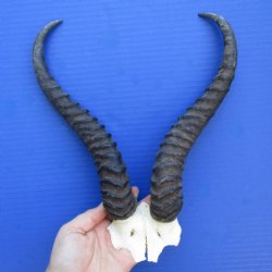 Male Springbok Skull Plate with 11-1/2" & 12" Horns - $20