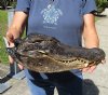 17 inch Preserved Alligator head with mouth and eyes closed (You are buying the  alligator head pictured) for $85