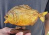 6-3/4 inch Real dried Piranha Fish from South America on a wood display base (You are buying the piranha shown) for $30.00 (will have some tiny small holes in the skin)