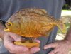 7-1/4 inch Real dried Piranha Fish from South America on a wood display base (You are buying the piranha shown) for $42.00 (will have some tiny small holes in the skin)