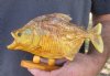 8-1/4 inch Real dried Piranha Fish from South America on a wood display base (You are buying the piranha shown) for $42.00 (will have some tiny small holes in the skin)