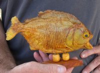 7-1/4 inch Real dried Piranha Fish from South America on a wood display base (You are buying the piranha shown) for $42.00 (will have some tiny small holes in the skin)