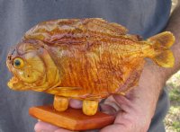 7 inch Real dried Piranha Fish from South America on a wood display base (You are buying the piranha shown) for $42.00 (will have some tiny small holes in the skin)