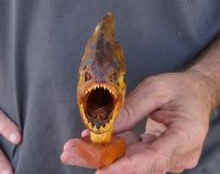 7 inch Real dried Piranha Fish from South America on a wood display base (You are buying the piranha shown) for $42.00 (will have some tiny small holes in the skin)