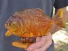 7-1/2 inch Real dried Piranha Fish from South America on a wood display base (You are buying the piranha shown) for $42.00 (will have some tiny small holes in the skin)