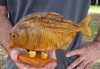 8 inch Real dried Piranha Fish from South America on a wood display base (You are buying the piranha shown) for $42.00 (will have some tiny small holes in the skin)