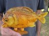 9 inch Real dried Piranha Fish from South America on a wood display base (You are buying the piranha shown) for $54.00 (will have some tiny small holes in the skin)