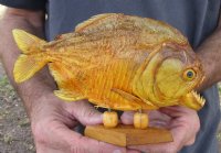 9 inch Real dried Piranha Fish from South America on a wood display base (You are buying the piranha shown) for $54.00 (will have some tiny small holes in the skin)