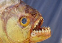 9-1/2 inch Real dried Piranha Fish from South America on a wood display base for $54.00 