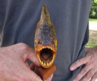 9-1/4 inch Real dried Piranha Fish from South America on a wood display base (You are buying the piranha shown) for $54.00 (will have some tiny small holes in the skin)