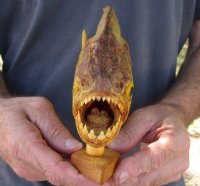 9-3/4 inch Real dried Piranha Fish from South America on a wood display base (You are buying the piranha shown) for $54.00 (will have some tiny small holes in the skin)