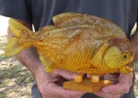 9-3/4 inch Real dried Piranha Fish from South America on a wood display base (You are buying the piranha shown) for $54.00 (will have some tiny small holes in the skin)