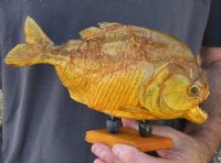 9-1/2 inch Real dried Piranha Fish from South America on a wood display base (You are buying the piranha shown) for $54.00 (will have some tiny small holes in the skin)