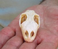 North American Iguana TOP SKULL ONLY for sale, 2-1/2 inches long  -  review all photos. You are buying the TOP skull pictured for $20.00 