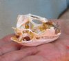 North American Iguana skull for sale, 2-1/2 inches long  - Discounted/Damaged - review all photos. You are buying the skull pictured for $25.00 (Broken eye sockets and nose) (Jaws glued shut)