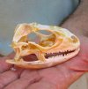 B-Grade North American Iguana skull for sale, 3-1/2 inches long  - review all photos. You are buying the skull pictured for $20.00 (Jaws glued shut)