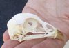 Pheasant skull for sale 2-3/4 inches long - you are buying the skull pictured for $20.00