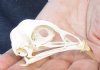 Pheasant skull for sale 2-1/2 inches long - you are buying the skull pictured for $20.00