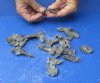 25 piece lot of Red Ear Slider Turtle feet 1-1/4 to 2-1/4 inches - You are buying the turtle feet pictured for $28/lot (These feet have an odor)