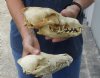 2 pc lot #2 grade coyote skulls for sale 7-1/2 and 7-3/4 inches long (damaged/reduced) - you are buying the 2 skulls pictured for $39/lot