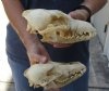 2 pc lot #2 grade coyote skulls for sale 7-1/4 and 8 inches long (damaged/reduced) - you are buying the 2 skulls pictured for $39/lot