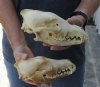 2 pc lot #2 grade coyote skulls for sale 7-1/4 and 7-3/4 inches long (damaged/reduced) - you are buying the 2 skulls pictured for $39/lot