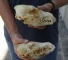2 pc lot #2 grade coyote skulls for sale 7-1/4 and 7-1/2 inches long (damaged/reduced) - you are buying the 2 skulls pictured for $39/lot