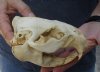 #2 Grade North American Beaver Skull (castor) measuring 5-3/4 inches - You are buying the skull shown for $19 (broken tooth, damaged nose and jaw glued shut)