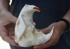 #2 Grade North American Beaver Skull (castor) measuring 5-1/4 inches - You are buying the skull shown for $19 (broken tooth)