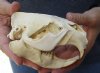 #2 Grade North American Beaver Skull (castor) measuring 5-1/4 inches - You are buying the skull shown for $19 (Broken nose and jaw glued shut)