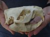 #2 Grade North American Beaver Skull (castor) measuring 5-1/4 inches - You are buying the skull shown for $19 (damaged nose and jaw glued shut)
