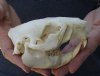 #2 Grade North American Beaver Skull (castor) measuring 4-3/4 inches - You are buying the skull shown for $19 (damaged nose and jaw glued shut)
