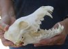 A-Grade 7-1/2 inches real North American coyote skull for sale (Jaws glued shut). Review all photos as you are buying this one for $34 