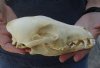 7-1/2 inches real North American coyote skull for sale (Jaws glued shut). Review all photos as you are buying this one for $28 