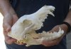 A-Grade 8 inches real North American coyote skull for sale (Jaws glued shut). Review all photos as you are buying this one for $34 