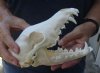 A-Grade 7-3/4 inches real North American coyote skull for sale (Jaws glued shut). Review all photos as you are buying this one for $34 