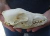 7 inches real North American coyote skull for sale (Jaws glued shut). Review all photos as you are buying this one for $28 