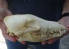 8 inches real North American coyote skull for sale (Jaws glued shut). Review all photos as you are buying this one for $28 