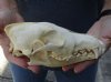 7-3/4 inches real North American coyote skull for sale (Jaws glued shut). Review all photos as you are buying this one for $28 