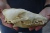 7-3/4 inches real North American coyote skull for sale (Jaws glued shut). Review all photos as you are buying this one for $28 