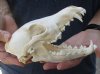 A-Grade 7-1/2 inches real North American coyote skull for sale (Jaws glued shut). Review all photos as you are buying this one for $34 
