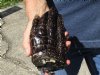 One Preserved Florida Alligator Foot/Feet for sale 6 inches long - you are buying the foot pictured for $30