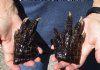 2 piece lot of Preserved Florida Alligator Feet for sale 4 inches long - you are buying the feet pictured for $40/lot