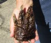 One Preserved Florida Alligator Foot/Feet for sale 5 inches long - you are buying the foot pictured for $25