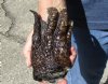 One Preserved Florida Alligator Foot/Feet for sale 6 inches long - you are buying the foot pictured for $25