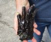 One Preserved Florida Alligator Foot/Feet for sale 6 inches long - you are buying the foot pictured for $25
