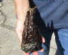 One Preserved Florida Alligator Foot/Feet for sale 7 inches long - you are buying the foot pictured for $25