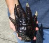 One Preserved Florida Alligator Foot/Feet for sale 7 inches long - you are buying the foot pictured for $50