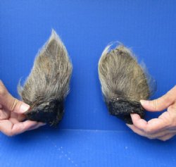 2 piece lot of Large Wild Boar ears measuring 5-1/2 inches long - $5