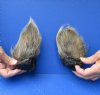 2 piece lot of Large Wild Boar ears measuring 5-1/2 inches long - You are buying the lot of ears pictured for $20